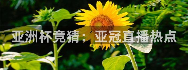 足球直播山猫：亚洲杯竞猜：亚冠直播热点